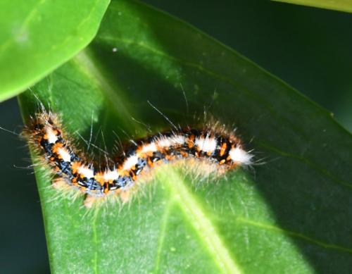Lasiocampa quercus
